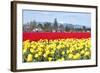 USA, Washington, Mt Vernon. Skagit Tulip Festival Fields of Blooms-Trish Drury-Framed Photographic Print