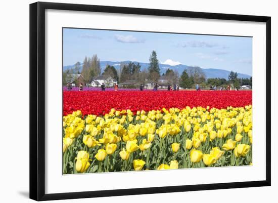 USA, Washington, Mt Vernon. Skagit Tulip Festival Fields of Blooms-Trish Drury-Framed Photographic Print