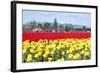 USA, Washington, Mt Vernon. Skagit Tulip Festival Fields of Blooms-Trish Drury-Framed Photographic Print