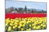 USA, Washington, Mt Vernon. Skagit Tulip Festival Fields of Blooms-Trish Drury-Mounted Photographic Print