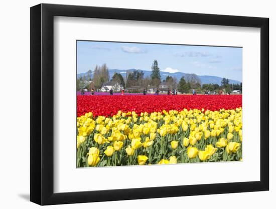 USA, Washington, Mt Vernon. Skagit Tulip Festival Fields of Blooms-Trish Drury-Framed Photographic Print