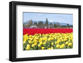 USA, Washington, Mt Vernon. Skagit Tulip Festival Fields of Blooms-Trish Drury-Framed Photographic Print