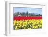 USA, Washington, Mt Vernon. Skagit Tulip Festival Fields of Blooms-Trish Drury-Framed Photographic Print