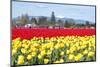 USA, Washington, Mt Vernon. Skagit Tulip Festival Fields of Blooms-Trish Drury-Mounted Photographic Print