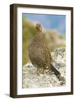 USA, Washington, North Cascades NP, Copper Ridge. A spruce grouse.-Steve Kazlowski-Framed Photographic Print