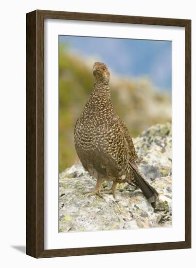 USA, Washington, North Cascades NP, Copper Ridge. A spruce grouse.-Steve Kazlowski-Framed Photographic Print