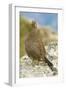 USA, Washington, North Cascades NP, Copper Ridge. A spruce grouse.-Steve Kazlowski-Framed Photographic Print