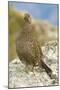 USA, Washington, North Cascades NP, Copper Ridge. A spruce grouse.-Steve Kazlowski-Mounted Photographic Print