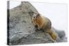 USA, Washington, North Cascades NP, Copper Ridge. Hoary marmot.-Steve Kazlowski-Stretched Canvas