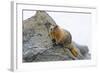 USA, Washington, North Cascades NP, Copper Ridge. Hoary marmot.-Steve Kazlowski-Framed Photographic Print