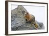 USA, Washington, North Cascades NP, Copper Ridge. Hoary marmot.-Steve Kazlowski-Framed Photographic Print