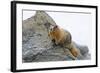 USA, Washington, North Cascades NP, Copper Ridge. Hoary marmot.-Steve Kazlowski-Framed Photographic Print