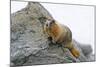 USA, Washington, North Cascades NP, Copper Ridge. Hoary marmot.-Steve Kazlowski-Mounted Photographic Print