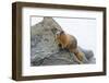 USA, Washington, North Cascades NP, Copper Ridge. Hoary marmot.-Steve Kazlowski-Framed Photographic Print