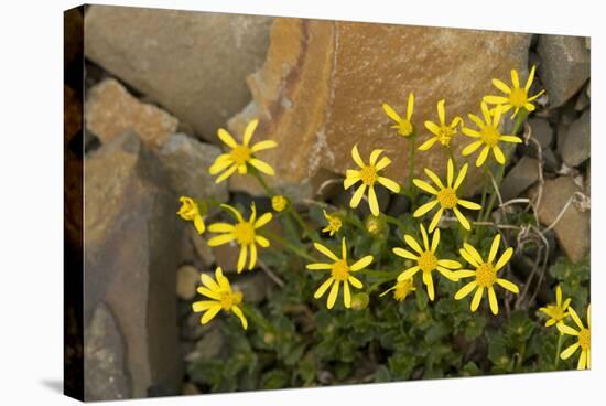 USA, Washington, North Cascades NP, Copper Ridge. Mountain arnica.-Steve Kazlowski-Stretched Canvas