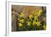 USA, Washington, North Cascades NP, Copper Ridge. Mountain arnica.-Steve Kazlowski-Framed Photographic Print