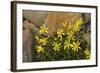 USA, Washington, North Cascades NP, Copper Ridge. Mountain arnica.-Steve Kazlowski-Framed Photographic Print