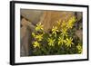 USA, Washington, North Cascades NP, Copper Ridge. Mountain arnica.-Steve Kazlowski-Framed Photographic Print