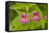 USA, Washington, North Cascades NP, Copper Ridge. Pink monkeyflower.-Steve Kazlowski-Framed Stretched Canvas