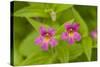 USA, Washington, North Cascades NP, Copper Ridge. Pink monkeyflower.-Steve Kazlowski-Stretched Canvas