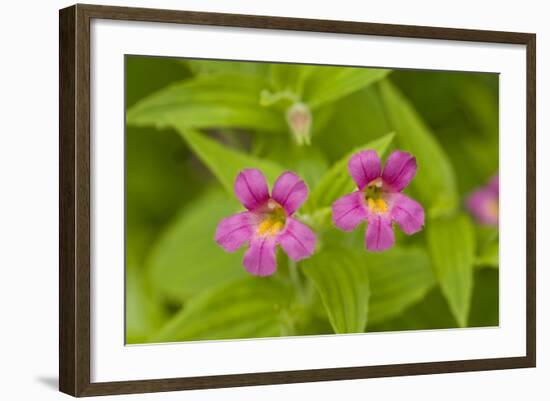 USA, Washington, North Cascades NP, Copper Ridge. Pink monkeyflower.-Steve Kazlowski-Framed Photographic Print