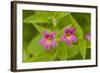 USA, Washington, North Cascades NP, Copper Ridge. Pink monkeyflower.-Steve Kazlowski-Framed Photographic Print