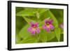 USA, Washington, North Cascades NP, Copper Ridge. Pink monkeyflower.-Steve Kazlowski-Framed Photographic Print