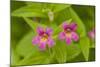 USA, Washington, North Cascades NP, Copper Ridge. Pink monkeyflower.-Steve Kazlowski-Mounted Photographic Print