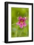 USA, Washington, North Cascades NP, Copper Ridge. Pink monkeyflower.-Steve Kazlowski-Framed Photographic Print