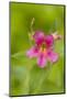 USA, Washington, North Cascades NP, Copper Ridge. Pink monkeyflower.-Steve Kazlowski-Mounted Photographic Print