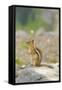 USA, Washington, North Cascades NP. Golden-mantled ground squirrel.-Steve Kazlowski-Framed Stretched Canvas