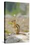 USA, Washington, North Cascades NP. Golden-mantled ground squirrel.-Steve Kazlowski-Stretched Canvas