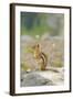 USA, Washington, North Cascades NP. Golden-mantled ground squirrel.-Steve Kazlowski-Framed Photographic Print