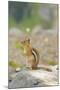 USA, Washington, North Cascades NP. Golden-mantled ground squirrel.-Steve Kazlowski-Mounted Photographic Print