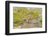 USA, Washington, North Cascades NP. Golden-mantled ground squirrel.-Steve Kazlowski-Framed Photographic Print