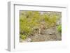 USA, Washington, North Cascades NP. Golden-mantled ground squirrel.-Steve Kazlowski-Framed Photographic Print