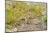 USA, Washington, North Cascades NP. Golden-mantled ground squirrel.-Steve Kazlowski-Mounted Photographic Print