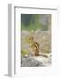 USA, Washington, North Cascades NP. Golden-mantled ground squirrel.-Steve Kazlowski-Framed Photographic Print