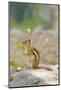 USA, Washington, North Cascades NP. Golden-mantled ground squirrel.-Steve Kazlowski-Mounted Photographic Print