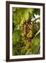 USA, Washington, Okanogan Valley, Omak. Merlot grapes ripen in the Okanogan Valley-Richard Duval-Framed Photographic Print