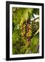 USA, Washington, Okanogan Valley, Omak. Merlot grapes ripen in the Okanogan Valley-Richard Duval-Framed Photographic Print