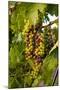 USA, Washington, Okanogan Valley, Omak. Merlot grapes ripen in the Okanogan Valley-Richard Duval-Mounted Photographic Print