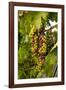 USA, Washington, Okanogan Valley, Omak. Merlot grapes ripen in the Okanogan Valley-Richard Duval-Framed Photographic Print