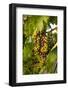 USA, Washington, Okanogan Valley, Omak. Merlot grapes ripen in the Okanogan Valley-Richard Duval-Framed Photographic Print