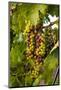 USA, Washington, Okanogan Valley, Omak. Merlot grapes ripen in the Okanogan Valley-Richard Duval-Mounted Photographic Print