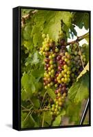 USA, Washington, Okanogan Valley, Omak. Merlot grapes ripen in the Okanogan Valley-Richard Duval-Framed Stretched Canvas