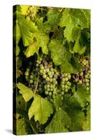 USA, Washington, Okanogan Valley, Omak. Pinot Grapes in Vineyard-Richard Duval-Stretched Canvas