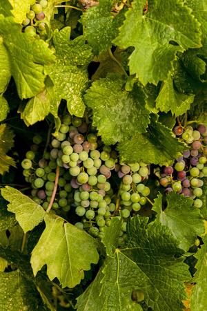 https://imgc.allpostersimages.com/img/posters/usa-washington-okanogan-valley-omak-pinot-grapes-in-vineyard_u-L-PRPZ5H0.jpg?artPerspective=n