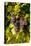 USA, Washington, Okanogan Valley, Omak. Pinot Grapes in Vineyard-Richard Duval-Stretched Canvas