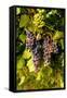 USA, Washington, Okanogan Valley, Omak. Pinot Grapes in Vineyard-Richard Duval-Framed Stretched Canvas